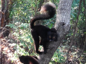Black male lemur